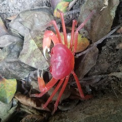 Tiwaripotamon edostilus