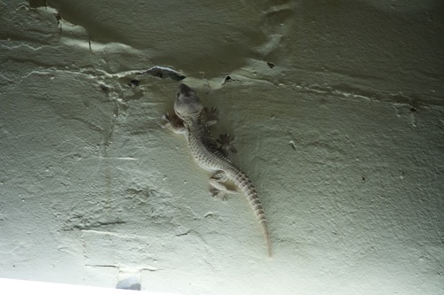 Senegambian Wall Gecko