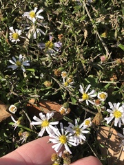 Symphyotrichum divaricatum
