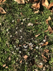 Symphyotrichum divaricatum