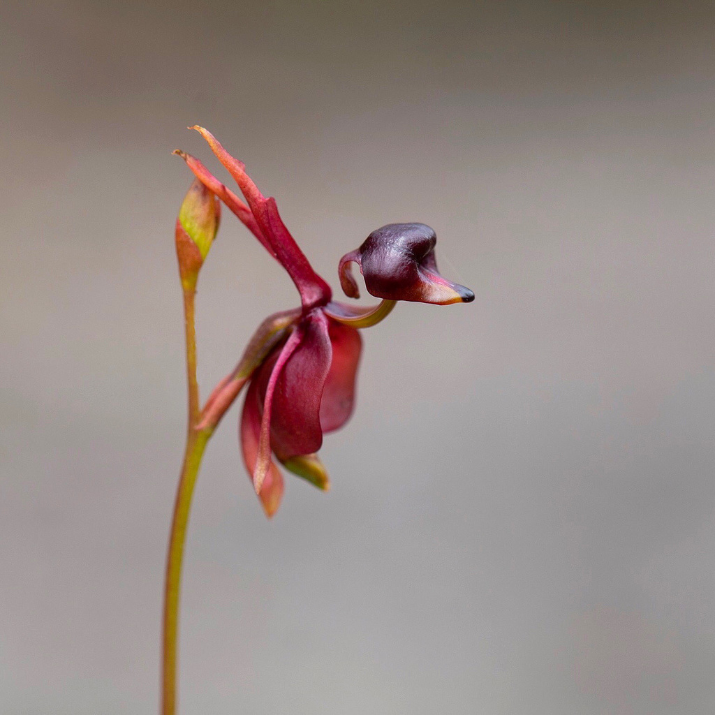 Duck Orchids