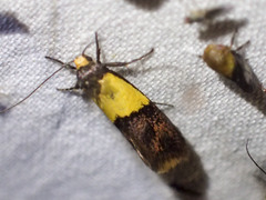 Hemibela thymodes