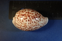 Cypraea pantherina