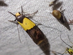 Hemibela thymodes