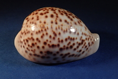 Cypraea pantherina