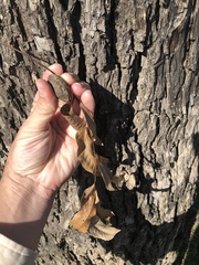 Carya illinoinensis