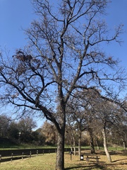 Carya illinoinensis