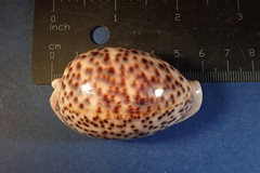 Cypraea pantherina