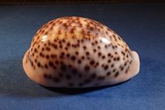 Cypraea pantherina