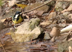 Periparus venustulus