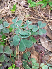 Oxalis corniculata