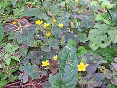 Oxalis corniculata
