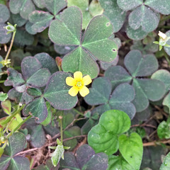 Oxalis corniculata