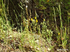 Linaria spartea
