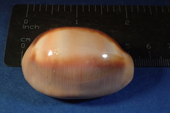 Lyncina ventriculus