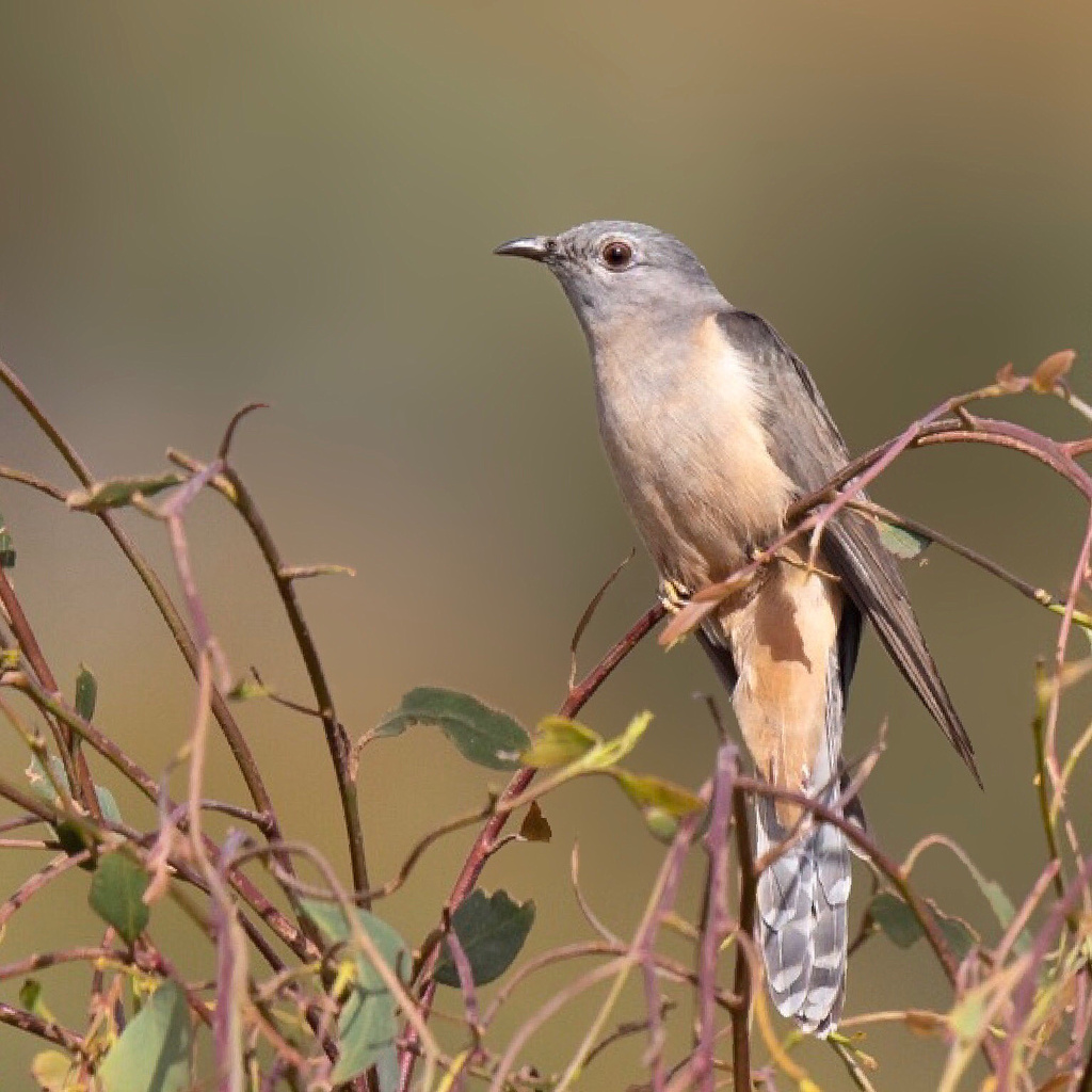 Sahul Brush Cuckoo photo
