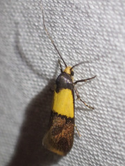 Hemibela thymodes