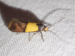 Hemibela thymodes