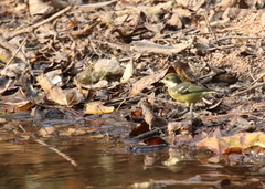 Periparus venustulus