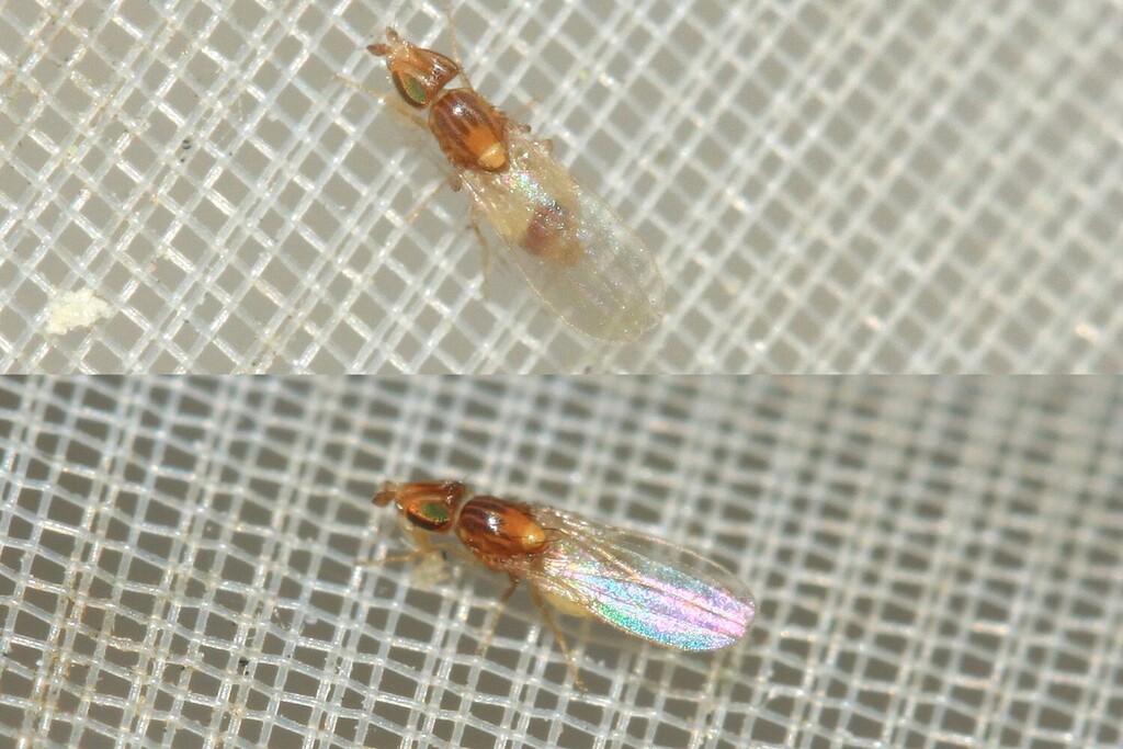 Asteia tunisica