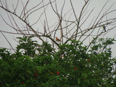 Furnarius leucopus cinnamomeus
