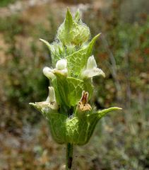Sideritis perfoliata
