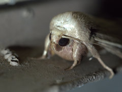 Leucania abdominalis