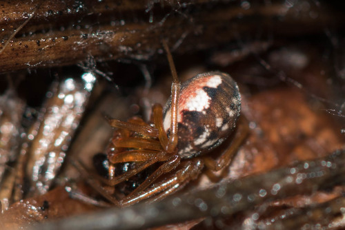 Rausvasis gūžokas nuotrauka