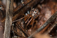 Pachygnatha listeri
