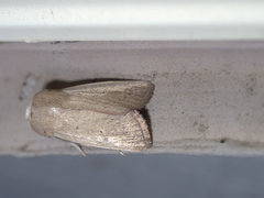 Leucania abdominalis