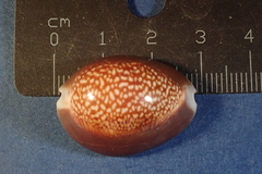 Monetaria caputdraconis