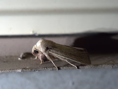 Leucania abdominalis