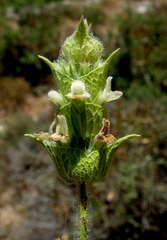 Sideritis perfoliata