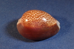 Monetaria caputdraconis