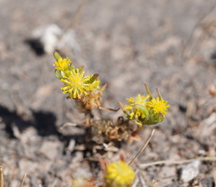 Triptilodiscus pygmaeus