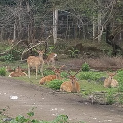 Cervus nippon pseudaxis