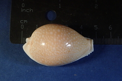Naria miliaris
