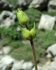 Sideritis libanotica