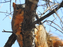 Sciurus niger