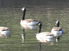 Branta canadensis