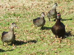 Cairina moschata domestica