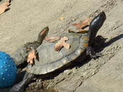 Trachemys scripta elegans