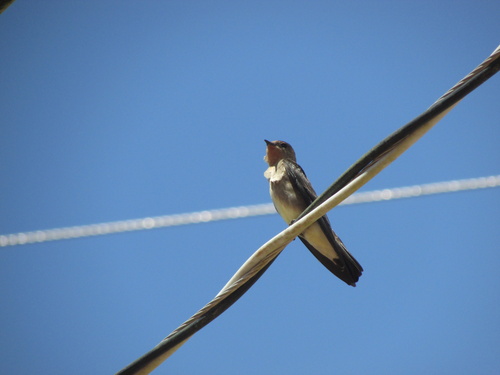 Southern Rough-winged Swallow