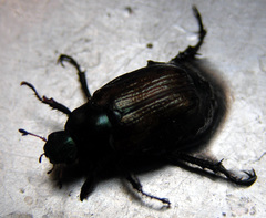 Phyllopertha horticola