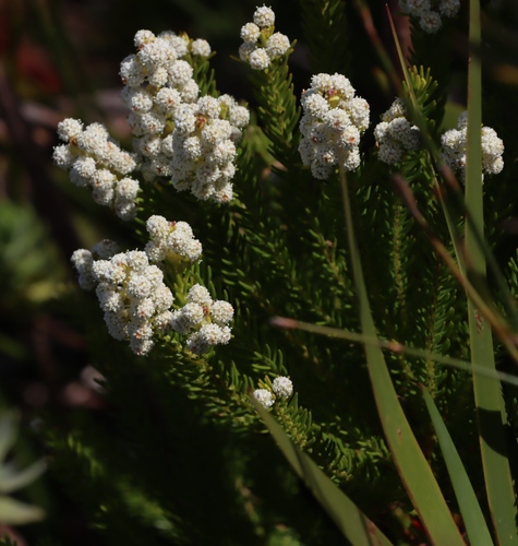 Berzelia dregeana (Berzelia dregeana)