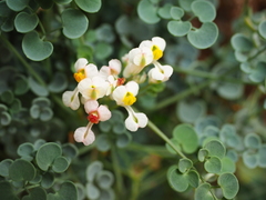 Sarcocapnos enneaphylla