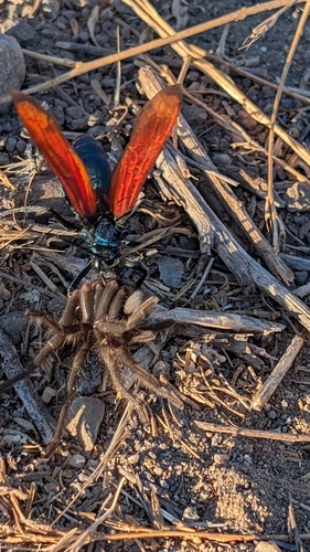 Steindachner's Ebony Tarantula photo 6