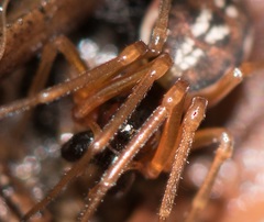 Pachygnatha listeri