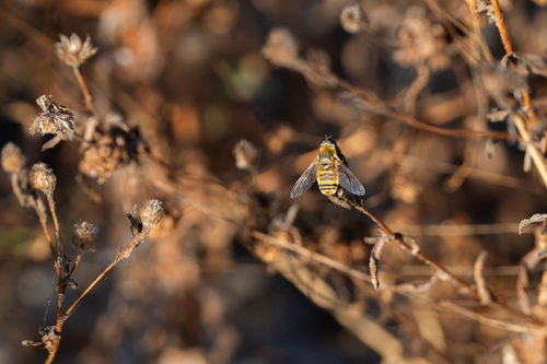 iNaturalist observation photo of Villa