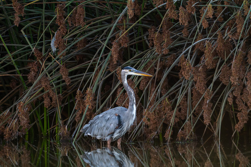 iNaturalist observation photo of Great Blue Heron